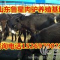 肉驢、德州驢、小毛驢、三粉驢