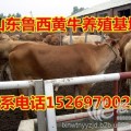 肉牛、小牛犢、魯西黃牛