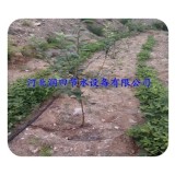 攀枝花枣果树滴灌厂家|农业节水灌溉知名厂家