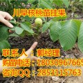 四川核桃苗，阿壩川早核桃苗品種，阿壩核桃苗的產(chǎn)量