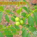 成都早實(shí)薄殼核桃樹(shù)