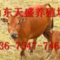 肉牛屠宰廠