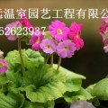 花卉溫室大棚施工圖寧夏花卉大棚專業(yè)建造鋼結(jié)構(gòu)大棚