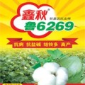 棉花种子鑫秋鲁6269棉花良种农作物种子经济作物种子