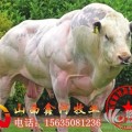 肉牛养殖基地，肉牛价格，肉牛犊牛犊价格