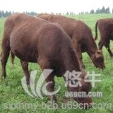 贵州牛犊价格