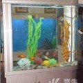 福州市清洗鱼缸景致护理鱼草养护鱼缸保养鱼缸维修