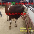 肉牛催肥，请选择克仑巴安催肥促长剂