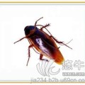 北京最好的灭蚂蚁公司卫士康，酒店如何彻底灭蚂蚁