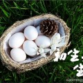 徐州初生鸽子蛋