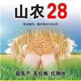 小麦种子鑫秋山农28粮食作物种子大田作物种子