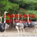 野雞苗鴛鴦黑天鵝上海泰殷珍禽養(yǎng)殖場(chǎng)天鵝紅腹