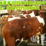 山东哪个肉牛养殖场出售3-4个月小牛苗