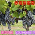 纯正赤霞珠葡萄苗酿酒葡萄一种用于酿造葡萄酒的红葡萄品种
