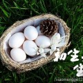 新鲜鸽子蛋天然营养草辅食鸽蛋500g农家五谷杂粮散养下一个商品>>新鲜鸽子蛋