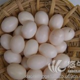 新鲜鸽子蛋销售价格出售新鲜鸽子蛋销售鸽蛋的价格