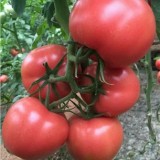 安吉利亚早春番茄