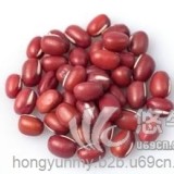 进口越南红豆优质红豆出厂价3000元