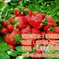销售草莓苗