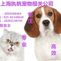上海宠物猫狗隔离清关