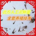 臺灣泥鰍苗技術(shù)-大量