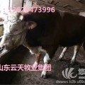 江西肉牛