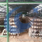 河南专业制造蘑菇架厂