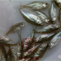 陸豐武昌魚魚苗