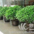 綠化帶綠植修剪養(yǎng)護(hù)