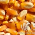 玉米小麦大米