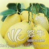 越南冷冻柠檬清关公司