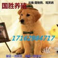 宠物狗观赏鸽