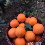 奉节脐橙产业协会
