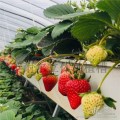 种植槽草莓种植槽