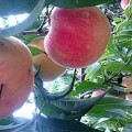 桃树品种