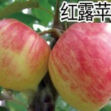 供应稀有红露苹果 中国苹果交易网
