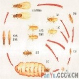 常平-黄江专业的白蚁防治公司，请找科达白蚁虫害防治有限公司