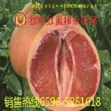 红中红蜜柚种苗