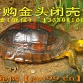 高價(jià)收購(gòu)金頭閉殼龜