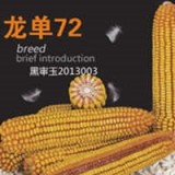 吉林玉米种子-吉林省鸿翔农业集团