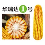白城玉米种子-吉林省亮宇种业有限