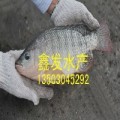 黃金鯽魚苗批發(fā)