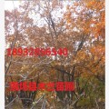 丛生蒙古栎，蒙古栎价格，蒙古栎图