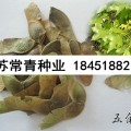 五角枫种子种植技术