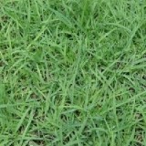 亳州草坪价格，亳州草坪种植，亳州草坪供应商【质量保证】