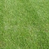 上海草坪绿化，上海草坪种植，上海草坪供应商【金牌首选】