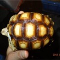 苏卡达陆龟