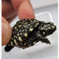 斑点池龟