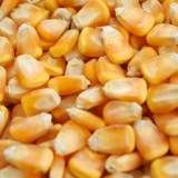 玉米高粱大豆