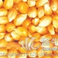 玉米大麦棉粕